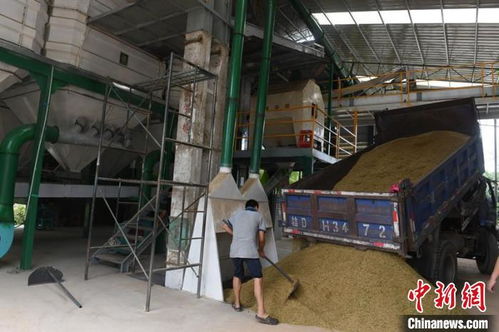 廣西啟動“百萬農機促雙搶”活動，早稻機收面積突破822萬畝，農機服務成效顯著