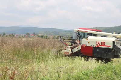油菜機械化收割 路口鎮助推農業增效農民增收